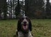 3 year old cocker spaniel stud
