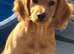Cocker spaniel pup Fully vaccinated