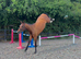 17.1hh KWPN 4-Year-Old Mare