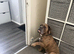 Old English bulldog