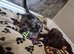 Cocker spaniel puppies