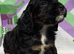 Kc Black and Tan boys only 17 dna health tested clear
