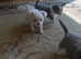 2 girls, one boys tiny chihuahuas