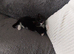 One Cats fore sell