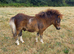 Show Quality Registered Minature Shetland Colt Foal