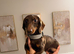 Chocolate and tan miniature dachshund