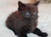 11 adorable kittens