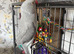 Indian ring neck grey ( He needs a experienced owner with time)
