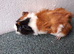 Various rescue guineapigs for sale