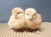 Chickens / chicks / hens for sale