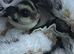 Beautiful baby male sugarglider