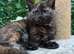2 Sisters BSH mixed breed Kittens, with DELIVERY to your door if needed!