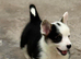 Welsh Pembroke Corgi puppies