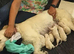 Doggy Dula, Support with delivering and nurturing your dog while in labour, during delivery and helping with the feeding