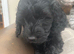 Female cockapoo puppy