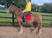 14hh 5 year old mare