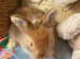 Angora Full Face pure bred