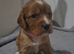 Cocker Spaniel Puppies