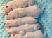 Samoyed puppies