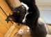 ***RAGDOLL CROSS BOY READY NOW***