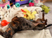 5 year old silver dapple mini dachshund