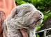 Exotic rare chow chow puppies
