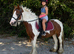 12’2 - 6yo - gypsy cob mare