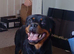 X2 rottweiler girls