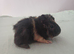 Female guinea pig