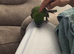 Hahns macaw semi tame