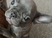 puppies