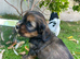 Show cocker spaniel X Shih Tzu