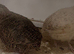 Quails female