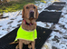 Health tested KC registered Fox red Labrador for stud