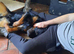 Male Rottweiler in need of new home