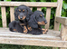 Miniature dachshund