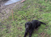 3 year old black  lab bitch
