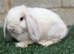 Pure breed mini lop