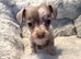 Chiweenie pups chihuahua cross dachshund