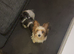 3.6kg Biewer terrier scrappy stud only