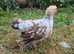 Beautiful Booted Pekin Bantam Rooster