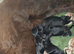 Black cockerspaniel puppies