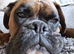 Full pedigree boxer (male)