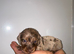 Dachshund Longhair puppies