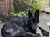 Beautiful 9mth black gsd
