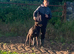Lurcher Male