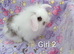 Gorgeous mini lop & mini lion lops