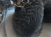 Ragdoll x 4 beautiful kittens for sale