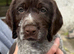 Beautiful sprointer pups price from £700 each!!