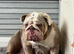 English bulldog puppies